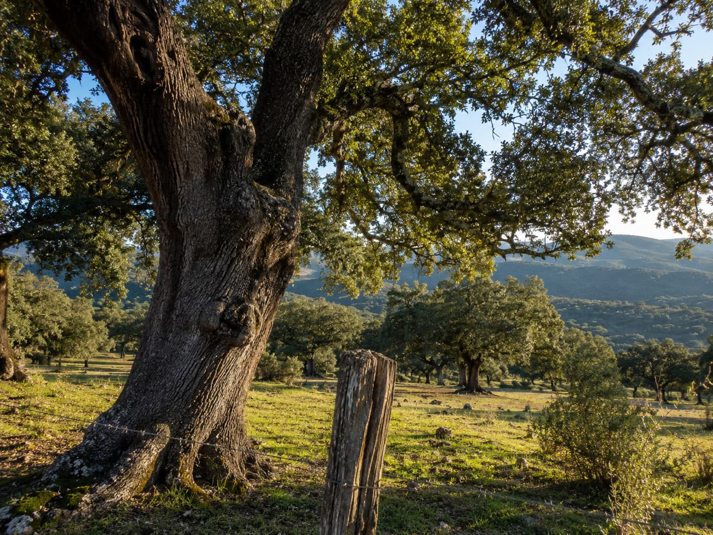 Dehesa de encinas en Los Pedroches, Córdoba